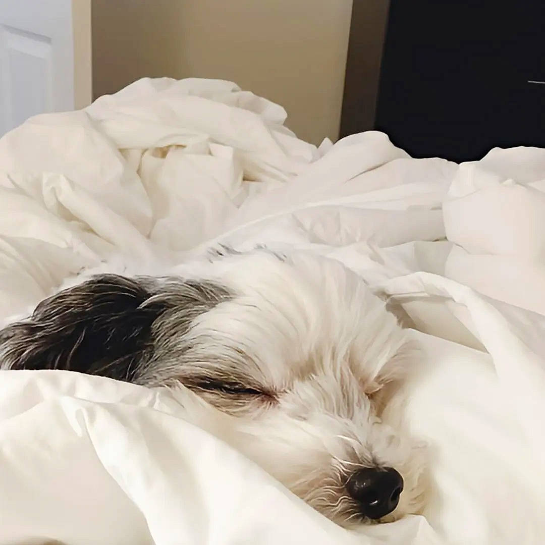 Pistachio is registered to the contest to win money with this photo: bed, bedding, canidae, carnivore, comfort, companion_dog, dog, dog_breed, dog_supply, duvet, fur, linens, pillow, room, small_terrier, snout, sporting_group, terrier, toy_dog, working_animal