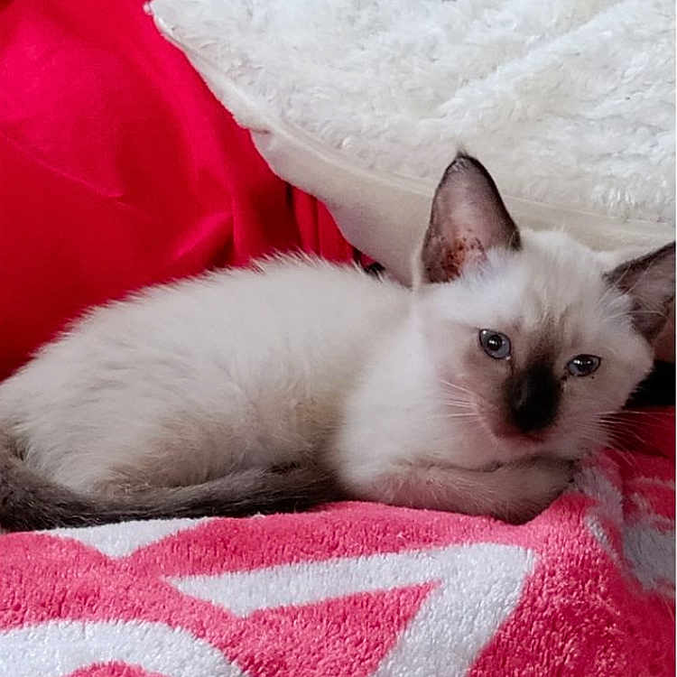 Ms. Mia joined the competition — help win amazing prizes! kitten, cat, white_fur, dark_ears, lying_down, blanket, red, white, pillow, soft_texture, indoor, cozy, pet, cute, relaxed, animal, feline, young_cat, close_up, resting