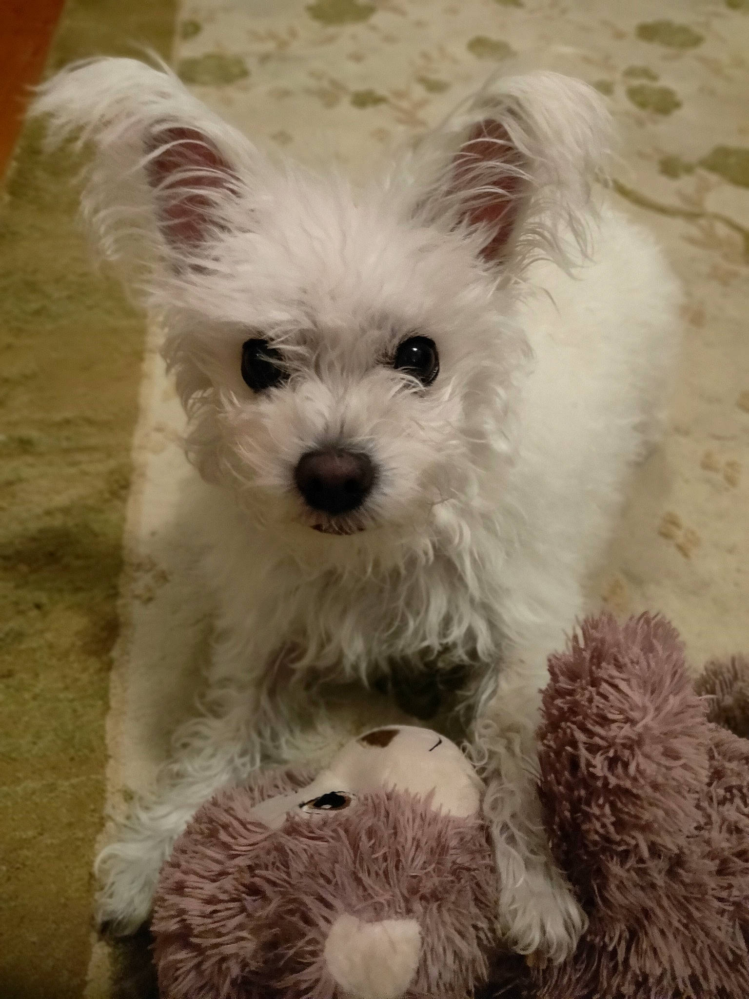 Mia is registered to the contest to win money with this photo: canidae, carnivore, companion_dog, dog, dog_breed, fur, maltepoo, non_sporting_group, small_terrier, snout, terrestrial_animal, terrier, toy_dog, working_animal