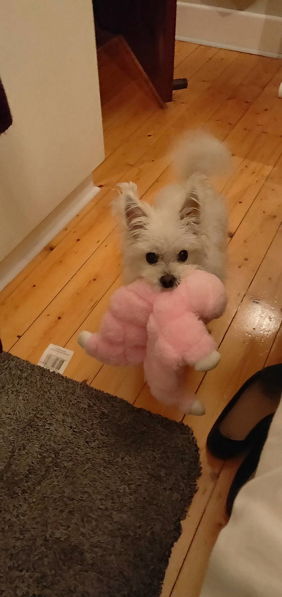 Mia joined the competition — help win amazing prizes! carnivore, companion_dog, dog, dog_breed, dog_supply, fawn, felidae, floor, flooring, fur, hardwood, small_to_medium_sized_cats, snout, sporting_group, stuffed_toy, tail, toy_dog, whiskers, wood, working_animal