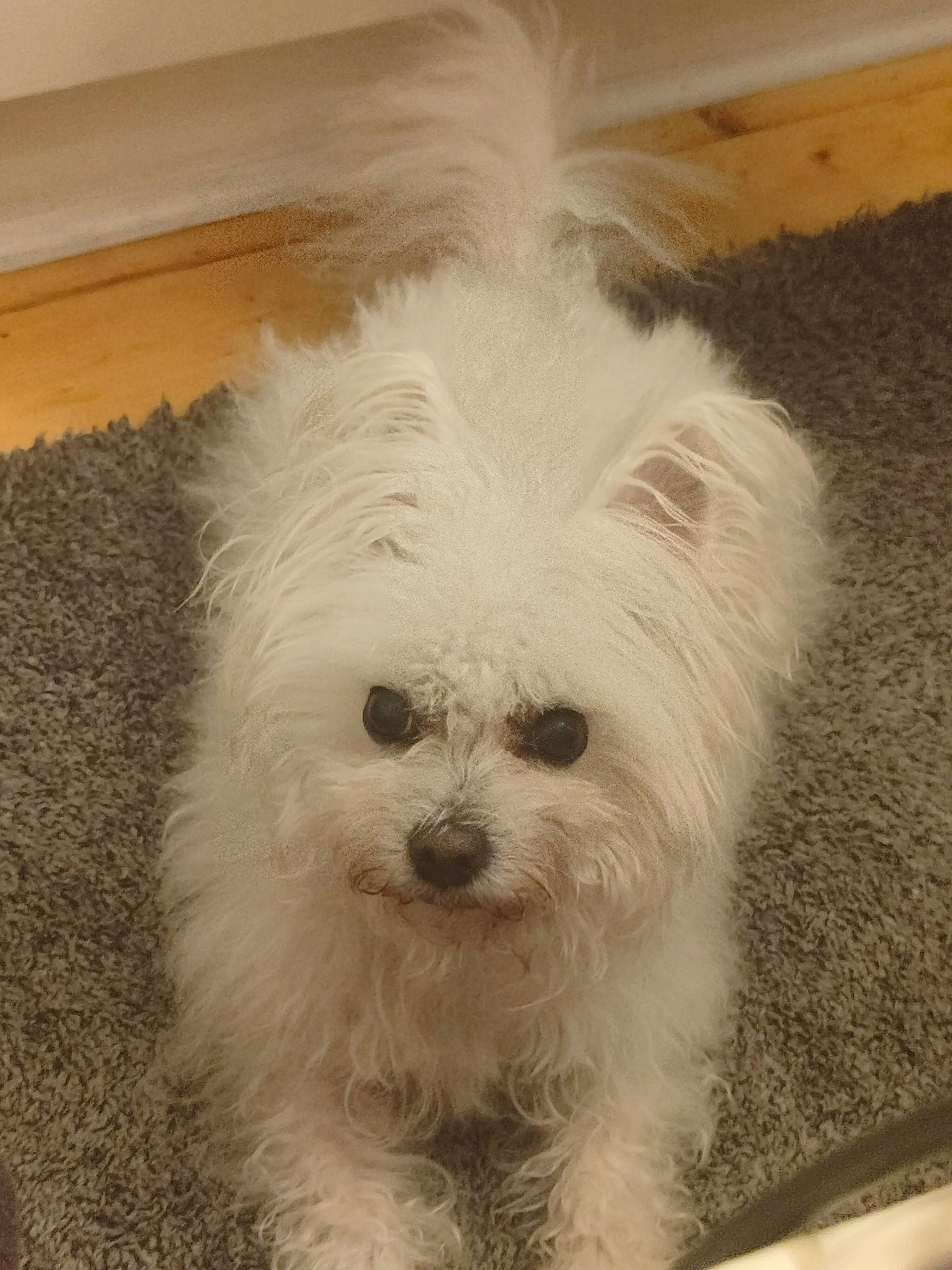 Mia joined the competition — help win amazing prizes! canidae, carnivore, companion_dog, dog, dog_breed, eye, face, fur, mal_shi, poodle_crossbreed, puppy_love, shih_poo, shih_tzu, small_terrier, snout, sporting_group, terrier, toy_dog, whiskers, working_animal