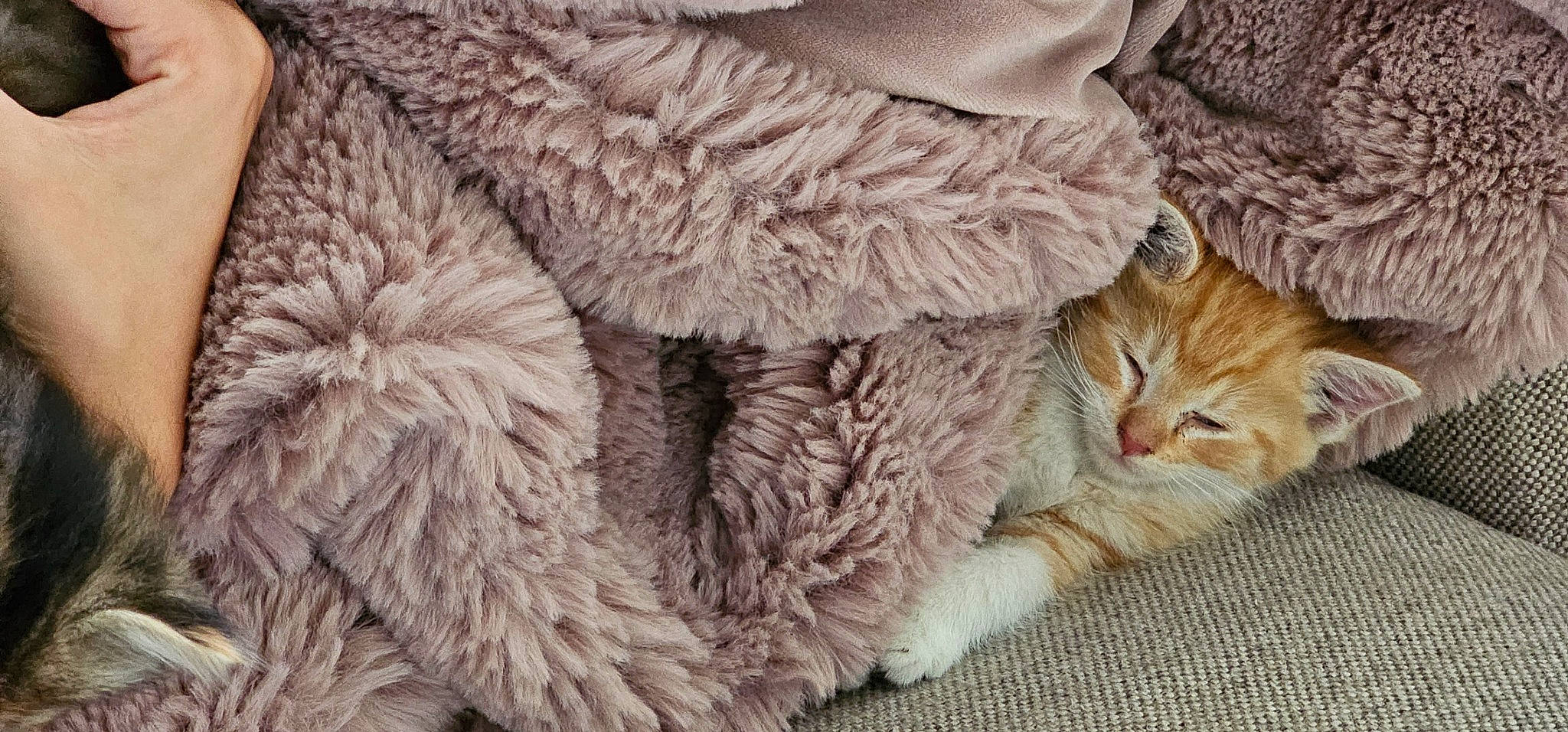 Harry Ron Hermione is registered to the contest to win money with this photo: cap, carnivore, cat, claw, close_up, comfort, domestic_short_haired_cat, felidae, fur, fur_clothing, linens, natural_material, pattern, paw, small_to_medium_sized_cats, tail, terrestrial_animal, whiskers, wool, woolen