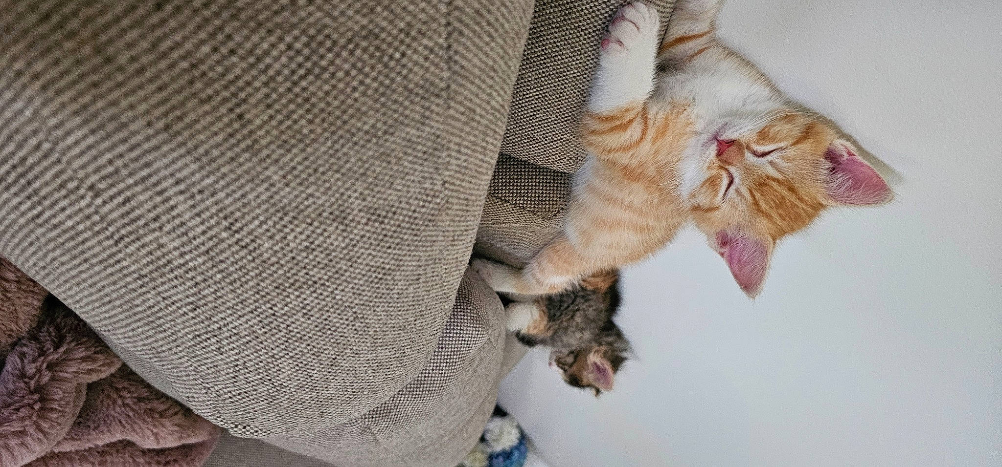 Harry Ron Hermione joined the competition — help win amazing prizes! carnivore, cat, claw, comfort, domestic_short_haired_cat, fawn, felidae, fur, gesture, linens, nail, pattern, paw, small_to_medium_sized_cats, tail, textile, whiskers, wood, woolen, woven_fabric