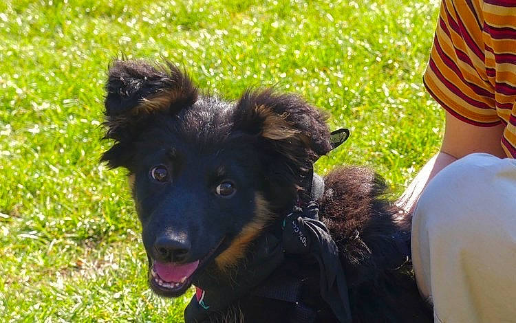 Shiiva a rejoint le concours — aidez-le/la à gagner de superbes lots ! canidae, carnivore, companion_dog, dog, dog_breed, fur, grass, guard_dog, happy, herding_dog, mammal, plant, sporting_group, vertebrate, working_animal, working_dog