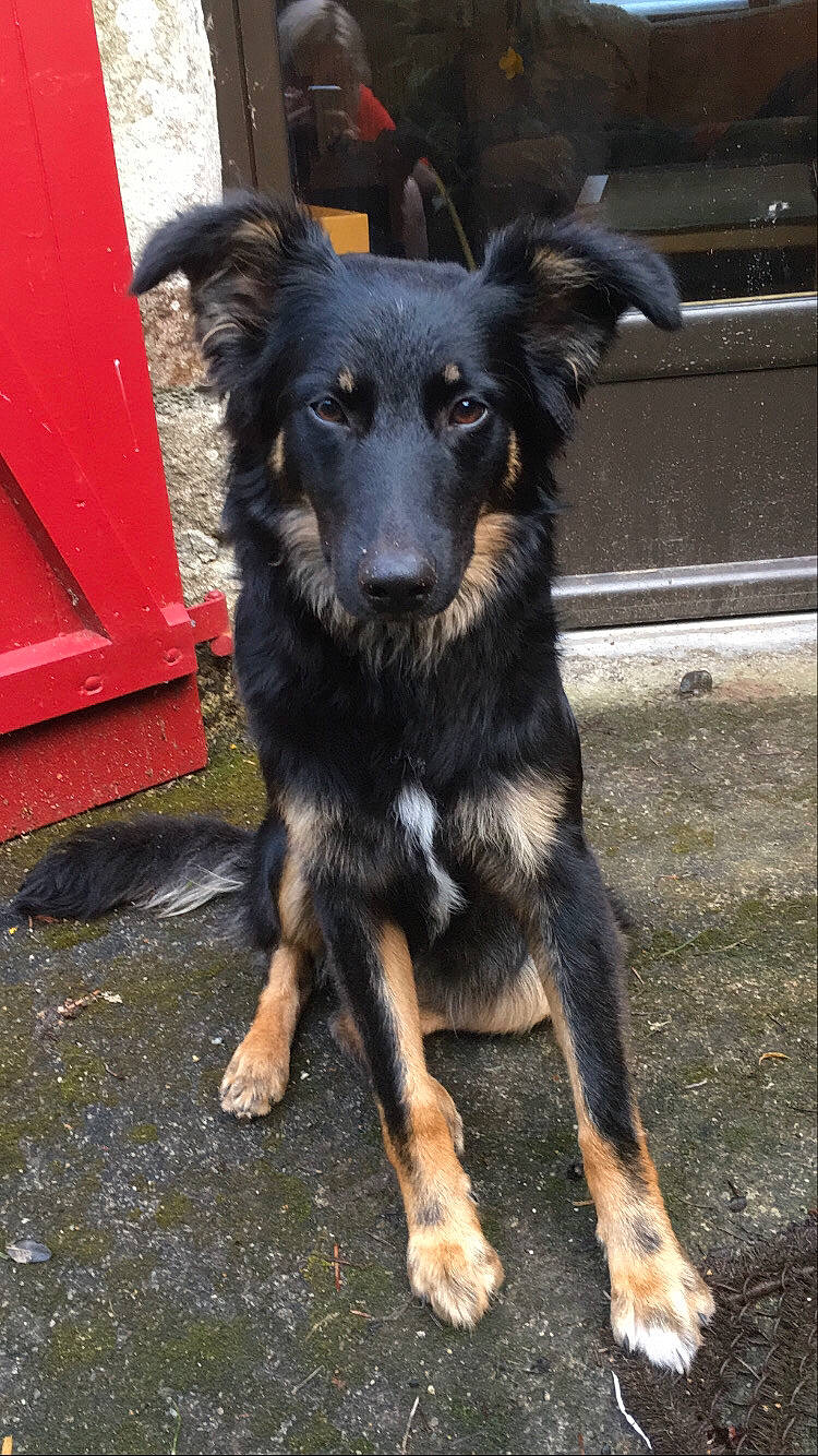 Shiiva participe au concours pour gagner de l'argent avec cette photo : asphalt, canidae, carnivore, companion_dog, dog, dog_breed, fur, herding_dog, road_surface, sporting_group, terrestrial_animal, whiskers, working_animal, working_dog