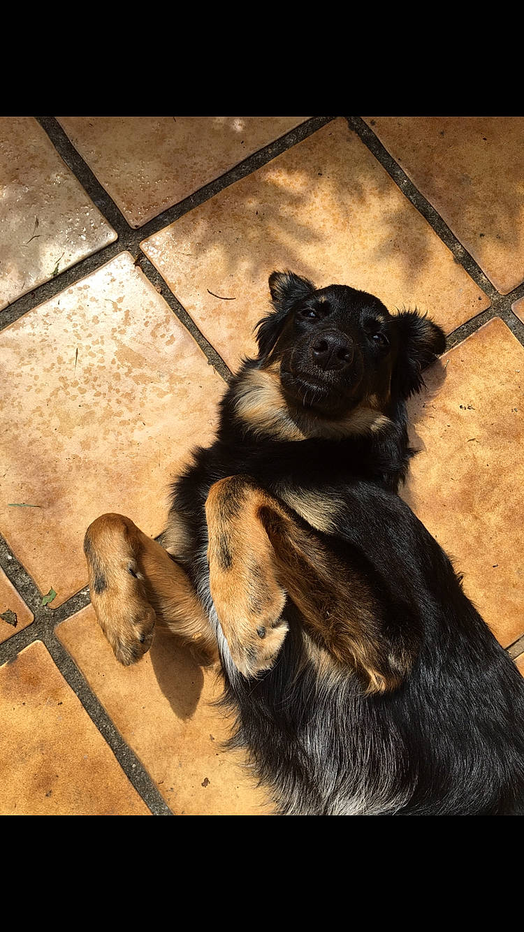 Shiiva a rejoint le concours — aidez-le/la à gagner de superbes lots ! art, canidae, carnivore, companion_dog, dog_breed, fawn, flooring, foot, fur, mammal, paw, shadow, sporting_group, tail, terrestrial_animal, tints_and_shades, whiskers, window, wood, working_animal