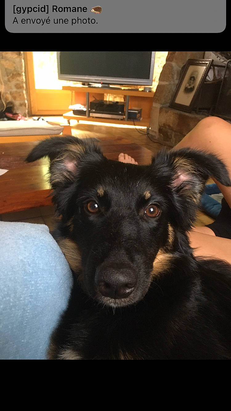 Shiiva participe au concours pour gagner de l'argent avec cette photo : canidae, carnivore, comfort, companion_dog, computer_keyboard, dog, dog_breed, ear, fawn, floor, flooring, fur, hardwood, home_appliance, jaw, snout, sporting_group, table, television, whiskers