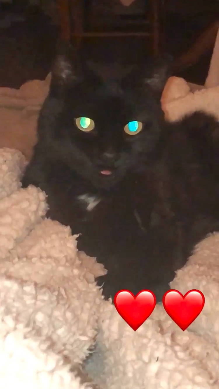 Meggy participe au concours pour gagner de l'argent avec cette photo : black, black_cat, carmine, carnivore, cat, claw, comfort, felidae, fur, organ, pattern, photograph, small_to_medium_sized_cats, snout, tail, terrestrial_animal, whiskers, white