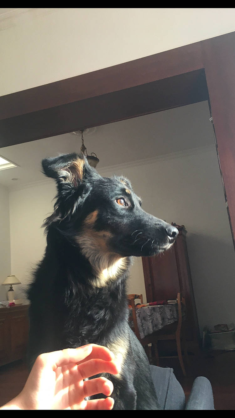 Meggy a rejoint le concours — aidez-le/la à gagner de superbes lots ! canidae, carnivore, chair, collar, companion_dog, dog, dog_breed, dog_collar, ear, eye, flooring, fur, jaw, snout, sporting_group, whiskers, working_animal, working_dog