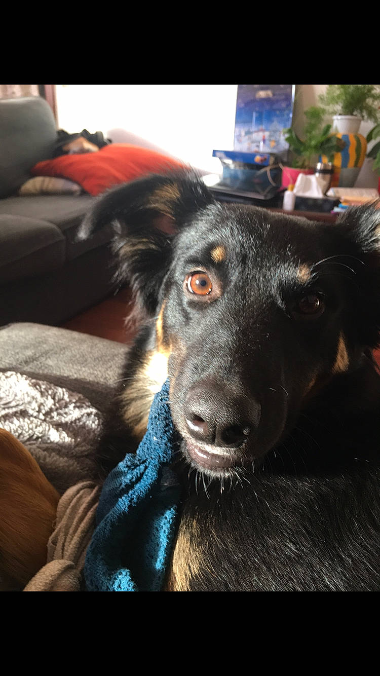 Meggy a rejoint le concours — aidez-le/la à gagner de superbes lots ! borador, canidae, carnivore, collar, comfort, companion_dog, couch, dog, dog_breed, ear, electric_blue, fur, guard_dog, jaw, sporting_group, whiskers, working_animal, working_dog