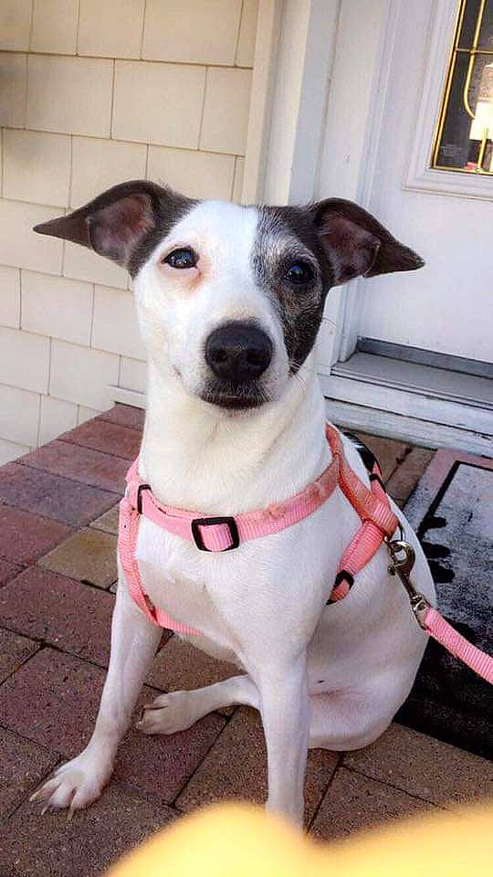 Katie is registered to the contest to win money with this photo: canidae, carnivore, collar, companion_dog, dog, dog_breed, dog_collar, dog_supply, fawn, fur, leash, non_sporting_group, pet_supply, picture_frame, snout, sporting_group, terrier, whiskers, window, working_animal