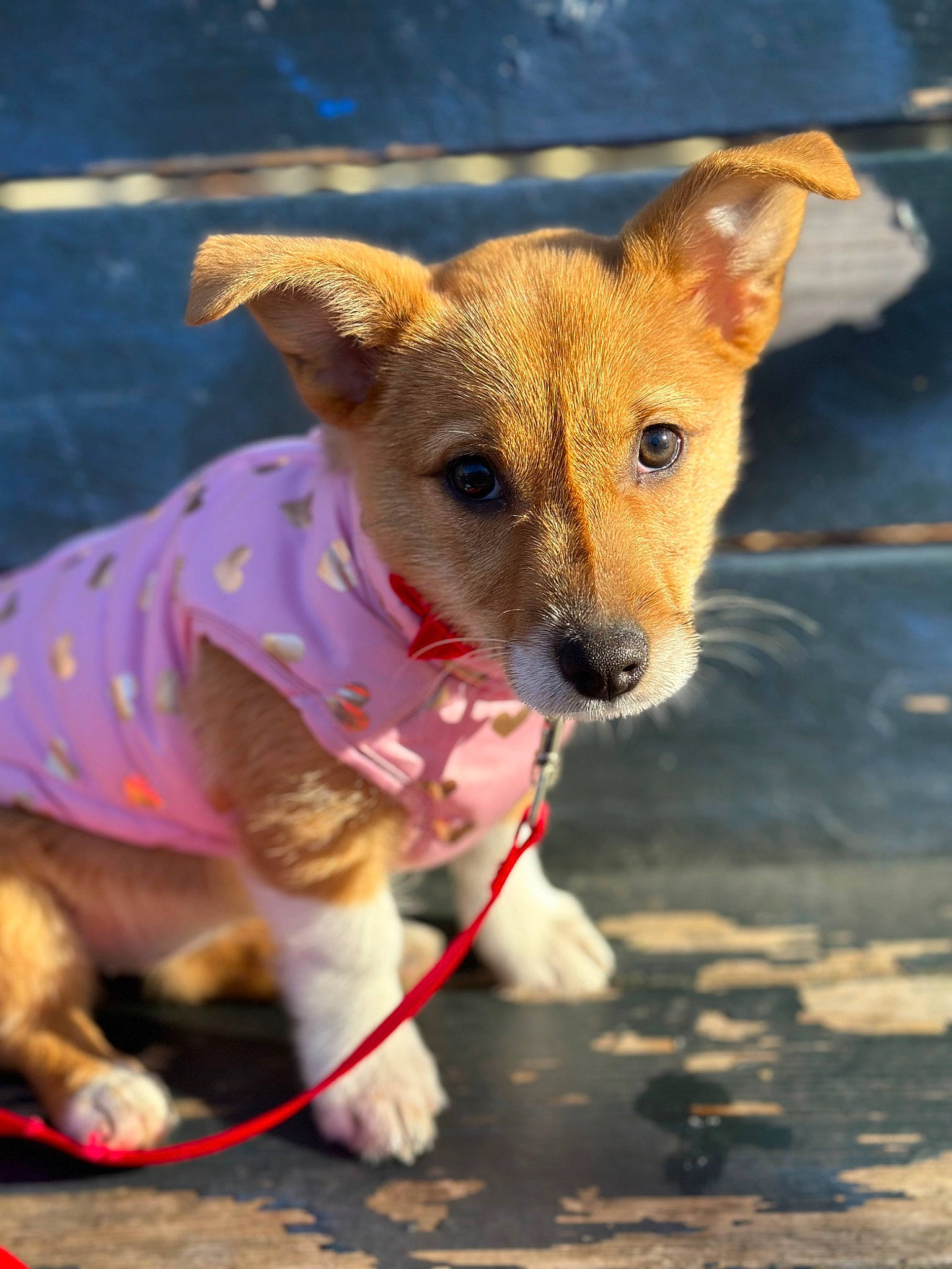 Hermione is registered to the contest to win money with this photo: canidae, carnivore, collar, companion_dog, dog, dog_breed, dog_clothes, dog_collar, dog_supply, fawn, fur, leash, pet_supply, plant, snout, sporting_group, terrestrial_animal, toy_dog, whiskers, working_animal