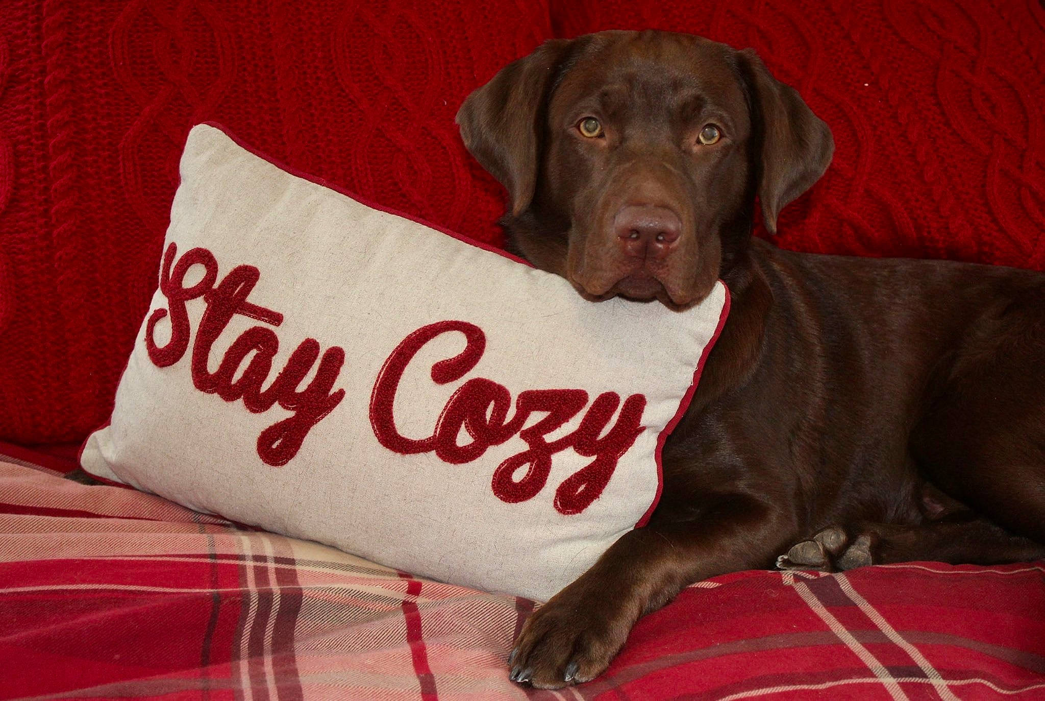 Marlin joined the competition — help win amazing prizes! beagador, canidae, carnivore, chesapeake_bay_retriever, companion_dog, dog, dog_breed, labrador_retriever, liver, mammal, pillow, pointer, pointing_breed, puppy, snout, sporting_group, vertebrate, vizsla, weimaraner