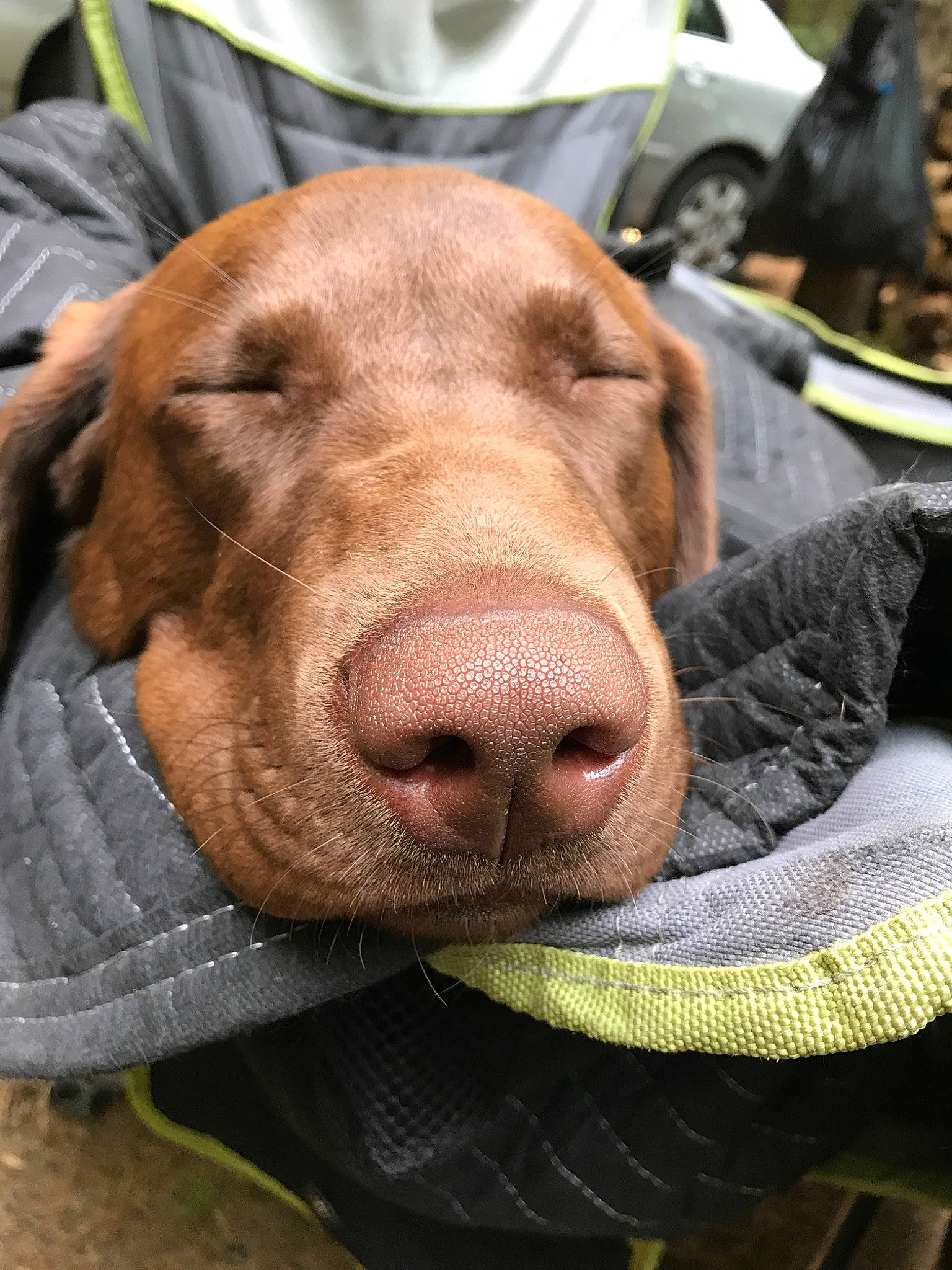 Marlin joined the competition — help win amazing prizes! canidae, carnivore, chesapeake_bay_retriever, dog, dog_breed, ear, fawn, hunting_dog, liver, mammal, nose, pointing_breed, snout, sporting_group, vertebrate, vizsla, weimaraner, whiskers, wrinkle