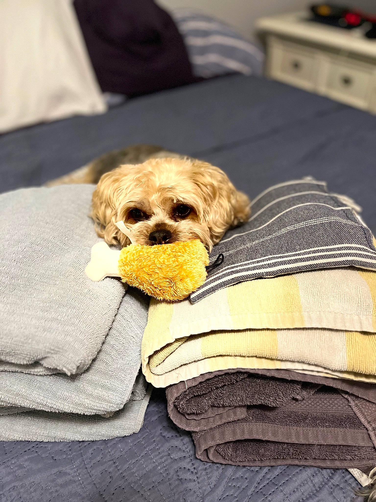 Carmen joined the competition — help win amazing prizes! bedding, canidae, carnivore, comfort, companion_dog, dog, dog_breed, dog_supply, fawn, fur, furniture, glasses, grey, linens, pillow, room, sporting_group, toy_dog, wood, working_animal