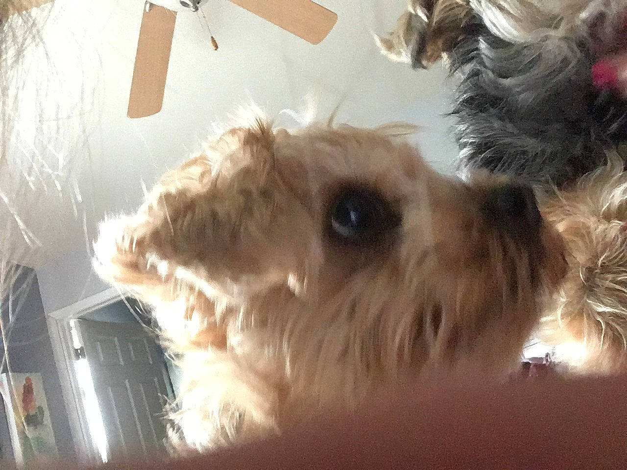 Carmen joined the competition — help win amazing prizes! carnivore, companion_dog, dog, dog_breed, fawn, fur, maltepoo, non_sporting_group, small_terrier, snout, sporting_group, stuffed_toy, terrestrial_animal, terrier, toy, toy_dog, whiskers, working_animal