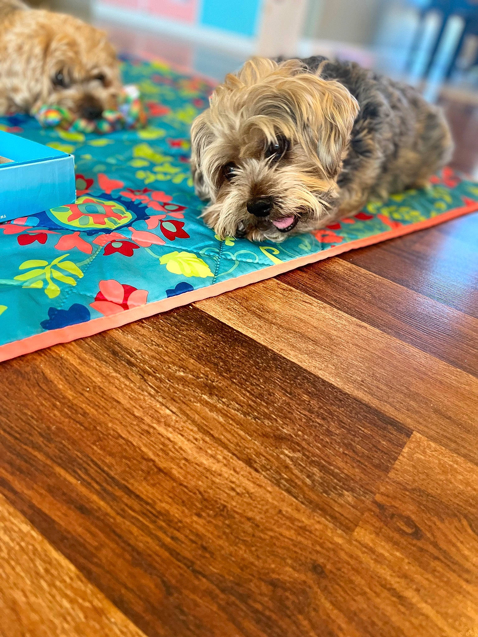 Carmen is registered to the contest to win money with this photo: carnivore, companion_dog, dog, dog_breed, flooring, hardwood, laminate_flooring, linens, liver, plank, rectangle, small_terrier, sporting_group, terrier, toy_dog, varnish, wood, wood_flooring, wood_stain, working_animal