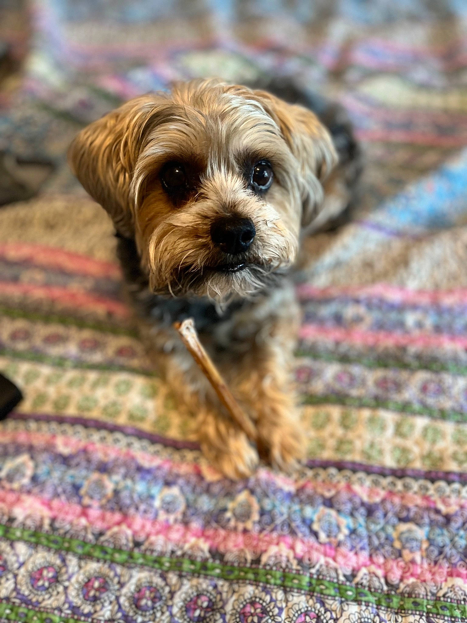 Zeus is registered to the contest to win money with this photo: carnivore, companion_dog, dog, dog_breed, fawn, fur, grass, linens, liver, pattern, small_terrier, snout, sporting_group, terrestrial_animal, terrier, toy_dog, wood, woven_fabric, wrinkle, yorkipoo