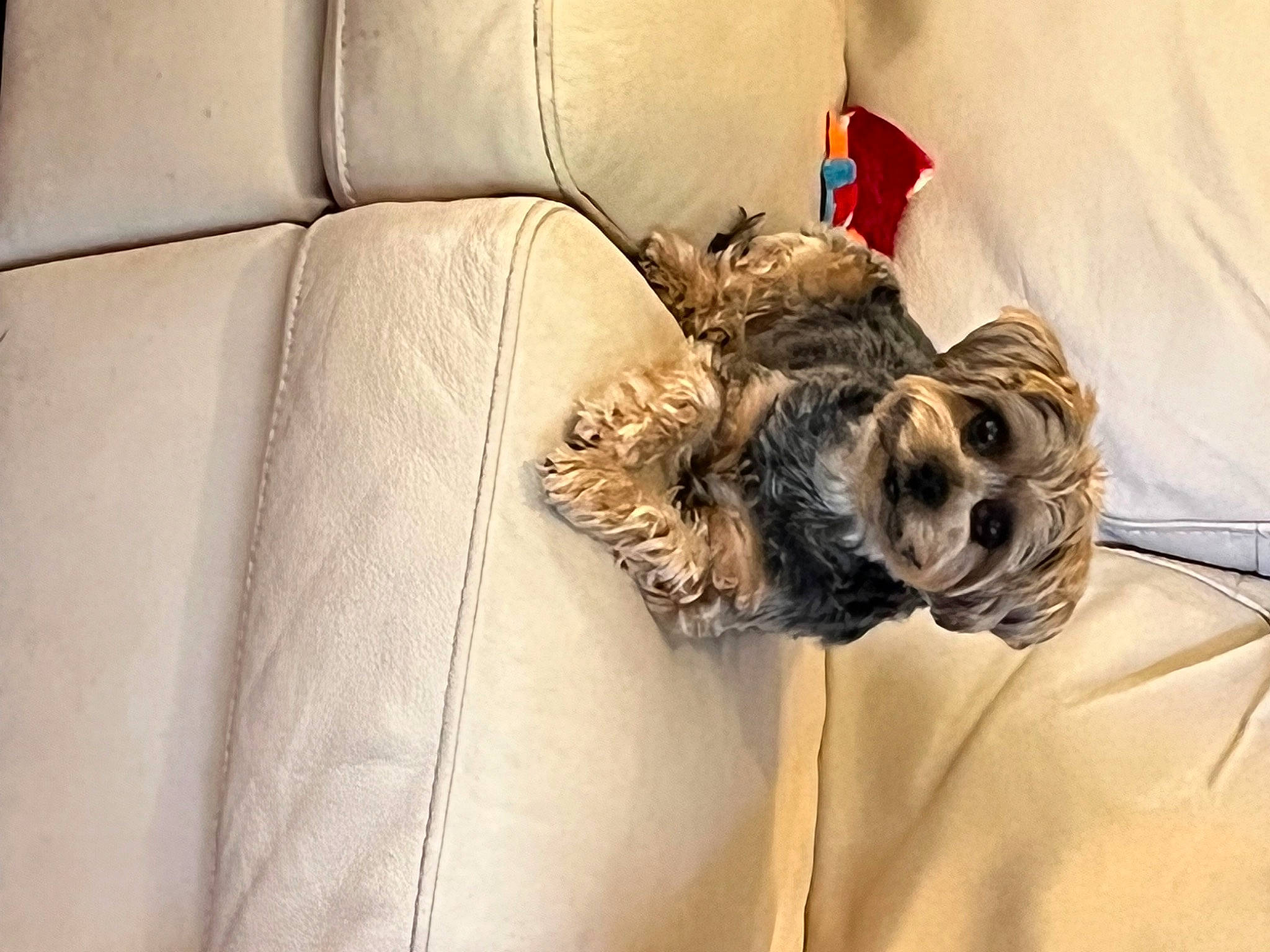 Zeus is registered to the contest to win money with this photo: canidae, carnivore, comfort, companion_dog, couch, dog, dog_breed, dog_supply, felidae, fur, linens, liver, nap, room, schnauzer, small_terrier, small_to_medium_sized_cats, sporting_group, terrier, toy_dog