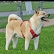 Astro is registered to the contest to win money with this photo: animal, canine, daytime, dog, ears, fence, grass, happy, harness, leisure, mammal, nature, outdoor, park, pathway, pet, playful, standing, tail, tongue