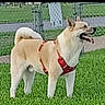 animal, canine, daytime, dog, ears, fence, grass, happy, harness, leisure, mammal, nature, outdoor, park, pathway, pet, playful, standing, tail, tongue
