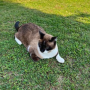 Charly participe au concours pour gagner de l'argent avec cette photo : animal, cat, daylight, domestic_animal, fence, fur, grass, greenery, mammal, nature, outdoor, paws, pet, relaxed, resting, siamese_cat, sunlight, tail, wall, whiskers