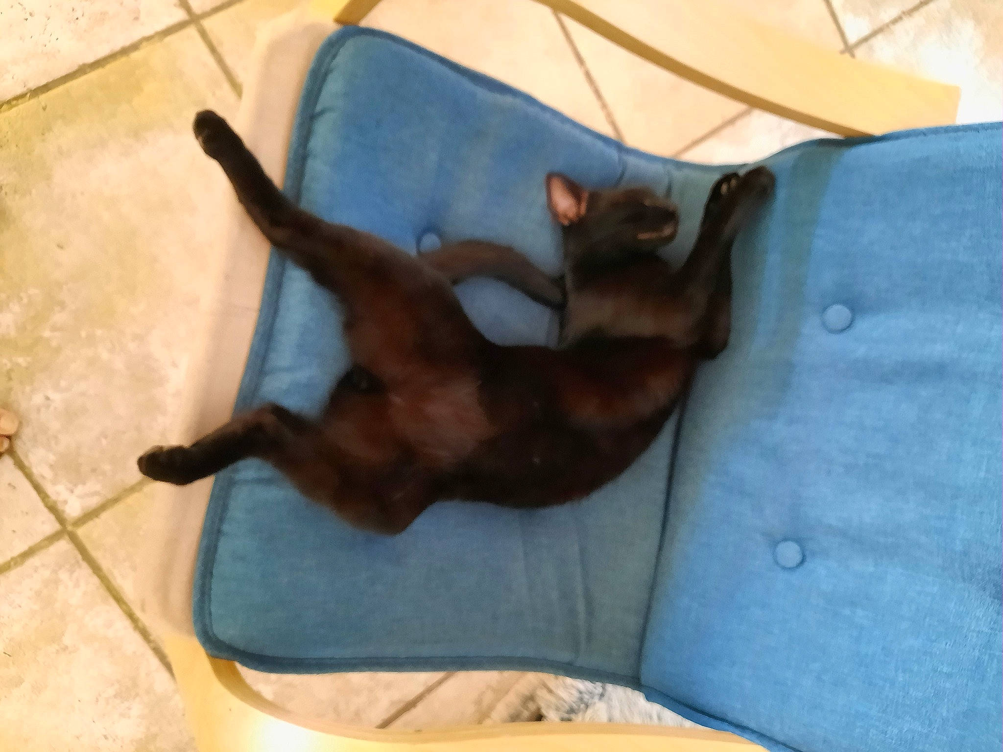 Rio participe au concours pour gagner de l'argent avec cette photo : canidae, carnivore, comfort, companion_dog, dog, dog_breed, electric_blue, fawn, felidae, human_leg, liver, paw, small_to_medium_sized_cats, snout, sporting_group, tail, toy_dog, whiskers, wood, working_animal