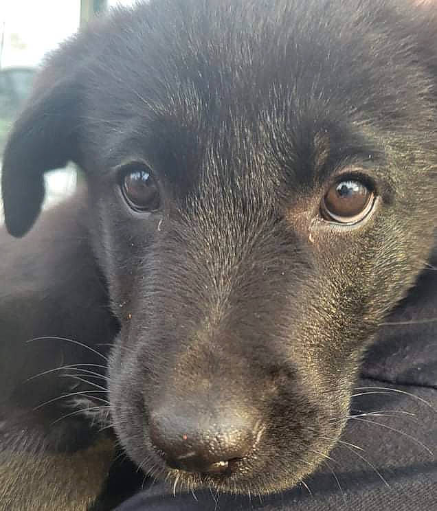 Havoc joined the competition — help win amazing prizes! borador, canidae, carnivore, companion_dog, dog, dog_breed, fur, snout, sporting_group, street_dog, terrestrial_animal, whiskers, working_animal