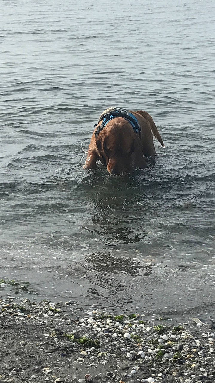 Lawky a rejoint le concours — aidez-le/la à gagner de superbes lots ! beach, carnivore, dog, dog_breed, fashion_accessory, fluid, hat, lake, liquid, liver, ocean, soil, sporting_group, sun_hat, tail, terrestrial_animal, water, wildlife, wood, working_animal