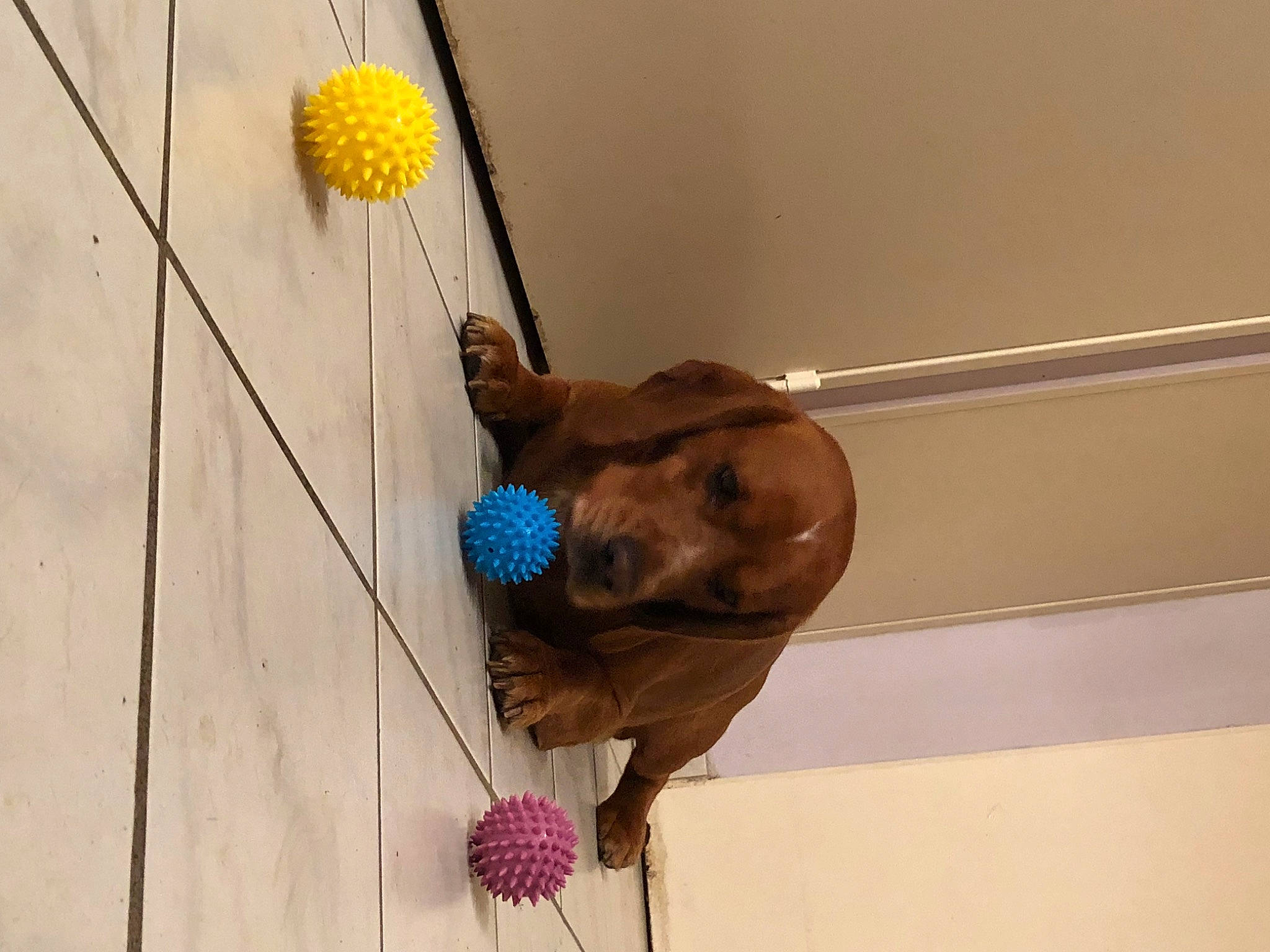 Lawky participe au concours pour gagner de l'argent avec cette photo : ceiling, electric_blue, fashion_accessory, feather, fun, fur, ornament, room, rope, sporting_group, tail, toy, tree, visual_arts, wire, wood