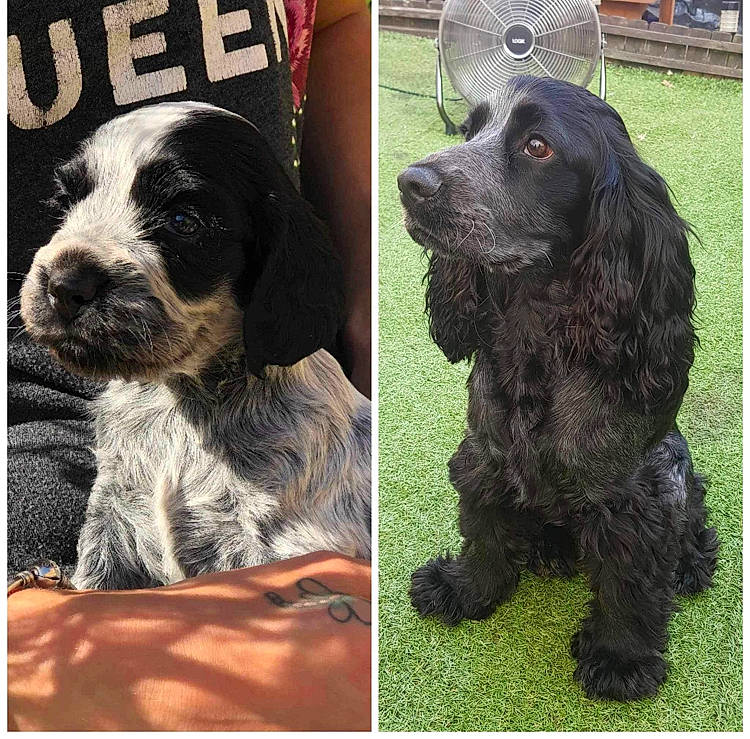 Ozzie joined the competition — help win amazing prizes! canidae, carnivore, collar, companion_dog, dog, dog_breed, dog_collar, dog_supply, fur, liver, pattern, pet_supply, snout, spaniel, sporting_group, terrier, toy_dog, water_dog, working_animal, working_dog