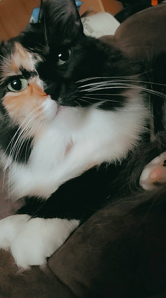 Rose joined the competition — help win amazing prizes! aegean_cat, black_and_white, carnivore, cat, claw, domestic_short_haired_cat, ear, european_shorthair, eye, felidae, fur, kitten, norwegian_forest_cat, nose, polydactyl_cat, small_to_medium_sized_cats, snout, tail, turkish_van, whiskers