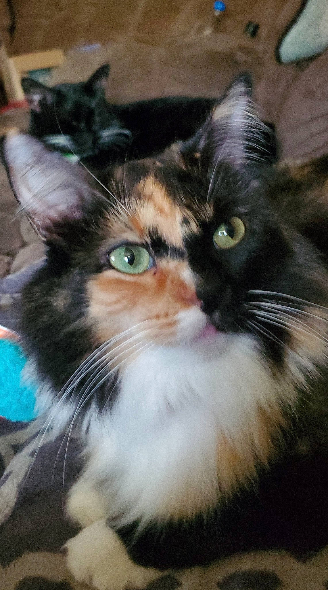 Rose joined the competition — help win amazing prizes! asian, black_and_white, carnivore, cat, domestic_long_haired_cat, domestic_short_haired_cat, ear, european_shorthair, eye, felidae, fur, kitten, maine_coon, mammal, norwegian_forest_cat, small_to_medium_sized_cats, snapshot, snout, vertebrate, whiskers