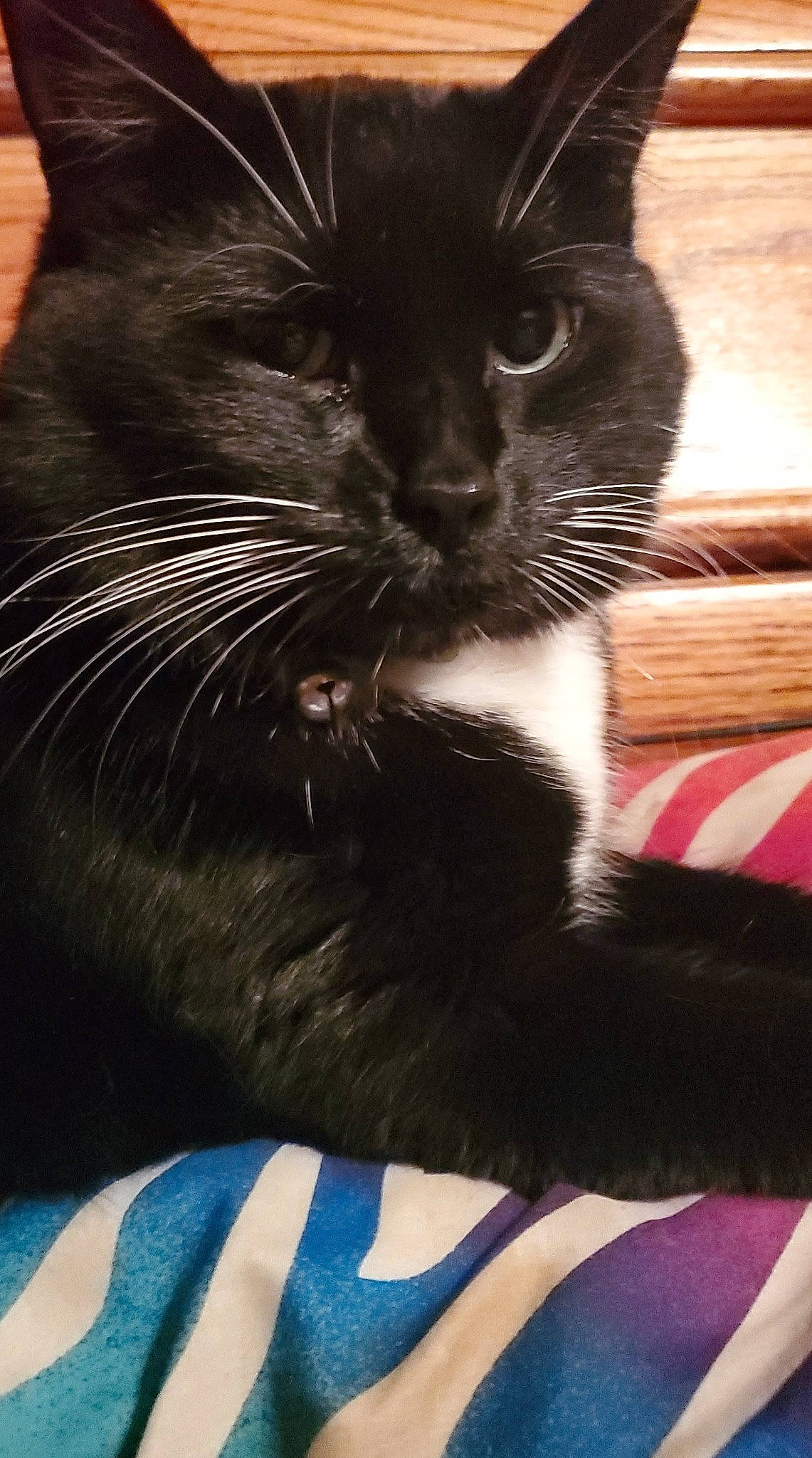 Hamish joined the competition — help win amazing prizes! asian, black, black_cat, carnivore, cat, eye, felidae, fur, kitten, small_to_medium_sized_cats, snout, whiskers