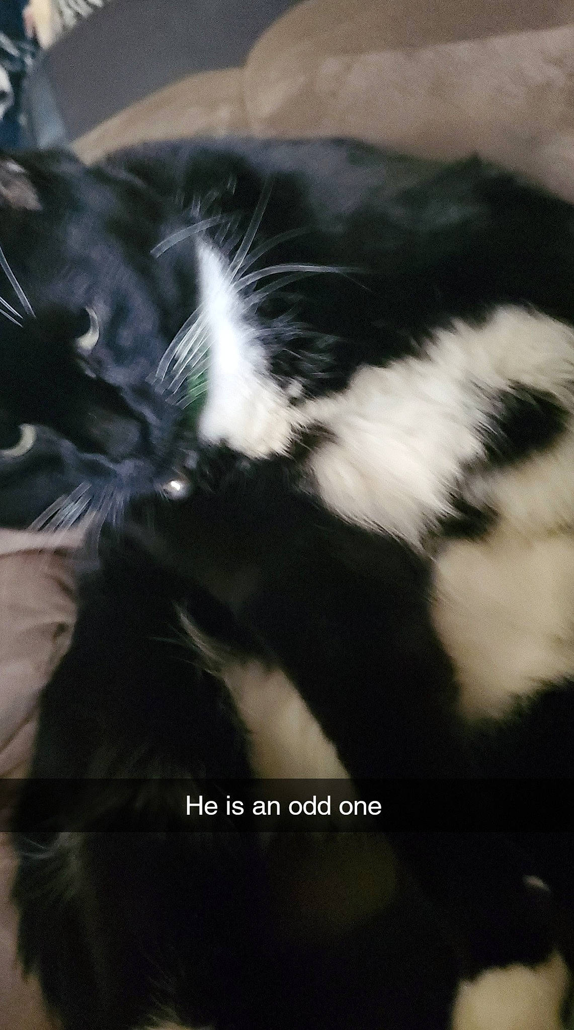 Hamish joined the competition — help win amazing prizes! black_and_white, canidae, carnivore, cat, felidae, fur, kitten, norwegian_forest_cat, photo_caption, photography, sky, small_to_medium_sized_cats, tail, whiskers