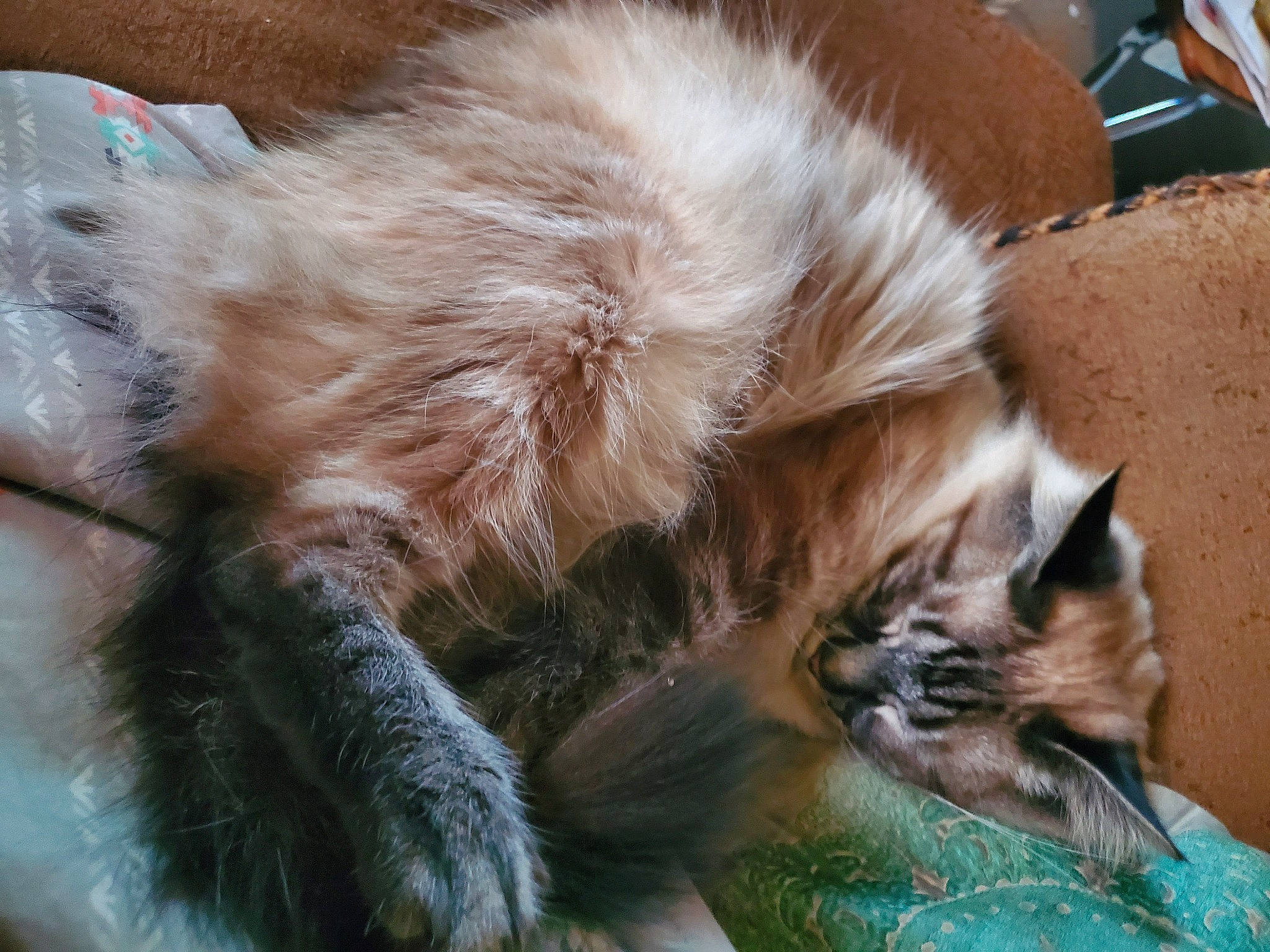 Leo joined the competition — help win amazing prizes! balinese, carnivore, cat, claw, domestic_long_haired_cat, felidae, fur, kitten, mammal, nap, ragamuffin, small_to_medium_sized_cats, whiskers