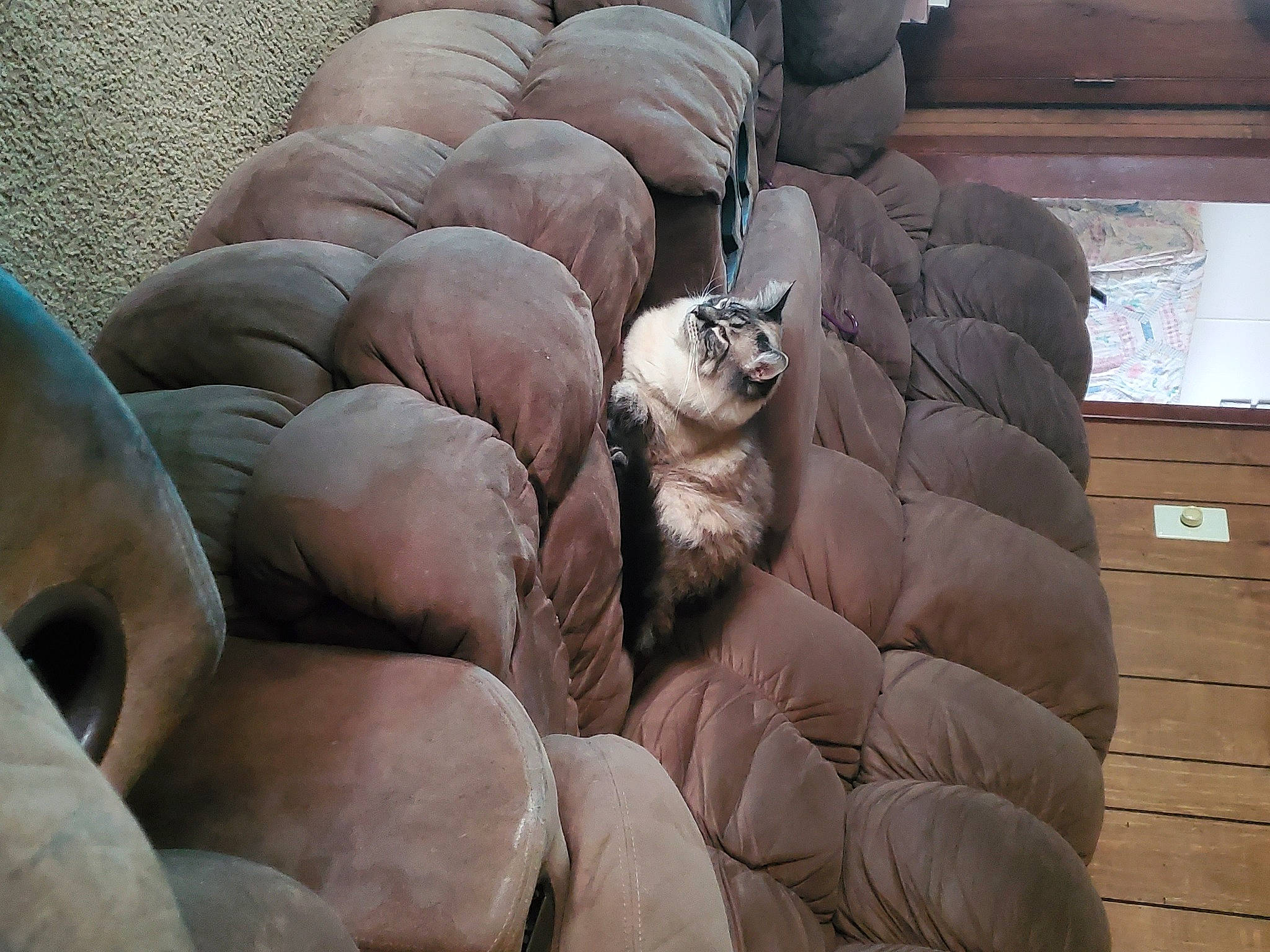 Leo is registered to the contest to win money with this photo: fawn, sporting_group