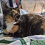 animal, bedroom, cat, closeup, companion, cozy, cute, domestic, feline, fur, household, indoor, mammal, pet, quilt, relaxed, resting, soft_light, tortoiseshell, whiskers