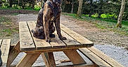 Aïko participe au concours pour gagner de l'argent avec cette photo : dog, brindle, picnic_table, outdoor, trees, forest, nature, gravel, wood, bench, canine, animal, park, daylight, pet, sitting, fur, leash, collar, scenery