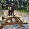 dog, brindle, picnic_table, outdoor, trees, forest, nature, gravel, wood, bench, canine, animal, park, daylight, pet, sitting, fur, leash, collar, scenery