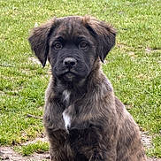 Aïko participe au concours pour gagner de l'argent avec cette photo : puppy, dog, brindle_coat, grass, outdoor, young_animal, pet, canine, fur, ears, sitting, cute, animal, nature, mammal, looking_at_camera, portrait, adorable, eyes, snout