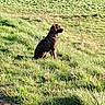 Aïko participe au concours pour gagner de l'argent avec cette photo : dog, grass, field, nature, outdoor, sky, tree, animal, canine, landscape, sunlight, rural, pet, sitting, brown, daytime, collar, quiet, scenic, green