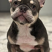 Duke is registered to the contest to win money with this photo: adorable, animal, canine, carpet, closeup, cute, dog, domestic_animal, ears, french_bulldog, fur, indoor, looking_at_camera, muzzle, pet, portrait, puppy, sitting, small_dog, young_dog