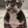 adorable, animal, canine, carpet, closeup, cute, dog, domestic_animal, ears, french_bulldog, fur, indoor, looking_at_camera, muzzle, pet, portrait, puppy, sitting, small_dog, young_dog