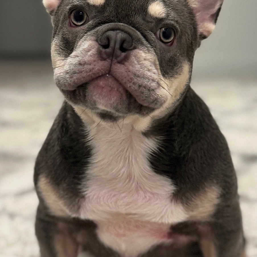 Duke is registered to the contest to win money with this photo: adorable, animal, canine, carpet, closeup, cute, dog, domestic_animal, ears, french_bulldog, fur, indoor, looking_at_camera, muzzle, pet, portrait, puppy, sitting, small_dog, young_dog