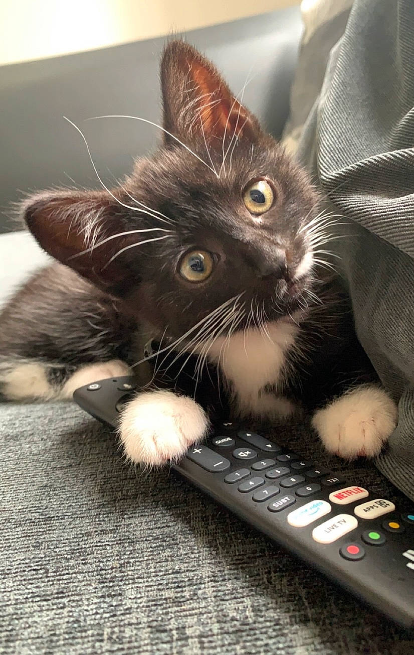 Muff is registered to the contest to win money with this photo: carnivore, cat, comfort, computer_keyboard, domestic_short_haired_cat, felidae, foot, input_device, lap, nail, office_equipment, paw, personal_computer, remote_control, small_to_medium_sized_cats, snout, space_bar, touchpad, typing, whiskers