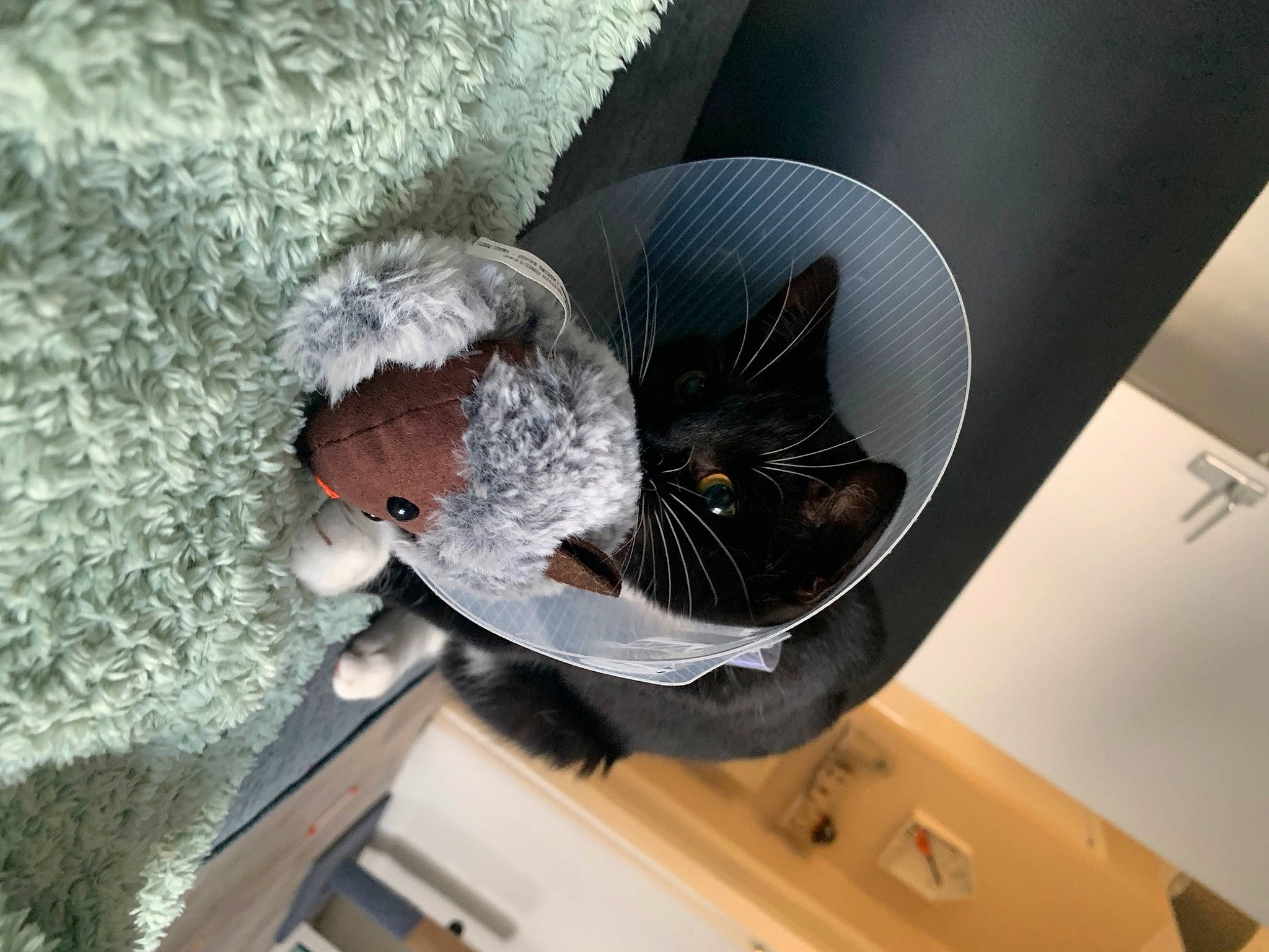 Muff is registered to the contest to win money with this photo: carnivore, cat, ceiling, circle, comfort, domestic_short_haired_cat, electrical_wiring, felidae, fur, hardwood, room, shelf, small_to_medium_sized_cats, tail, toy, tree, vehicle_door, whiskers, window, wood