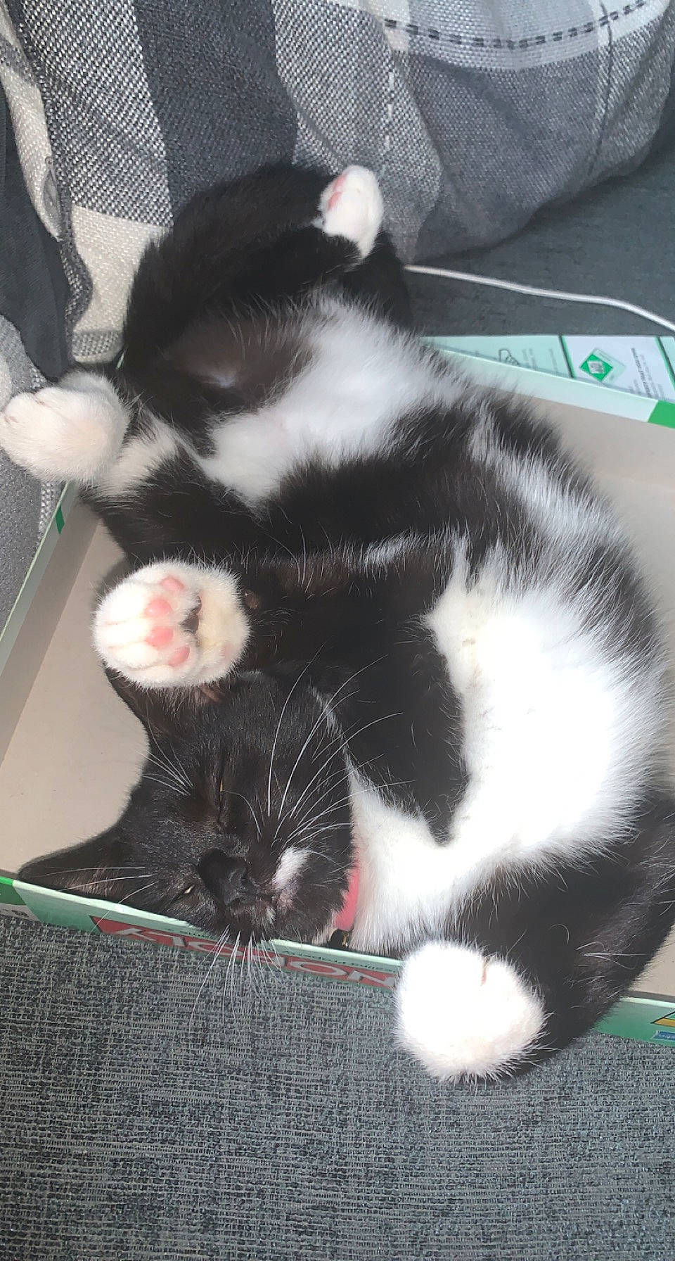 Muff is registered to the contest to win money with this photo: carnivore, cat, cat_supply, claw, comfort, domestic_short_haired_cat, felidae, foot, fur, nap, paw, small_to_medium_sized_cats, snout, tail, whiskers