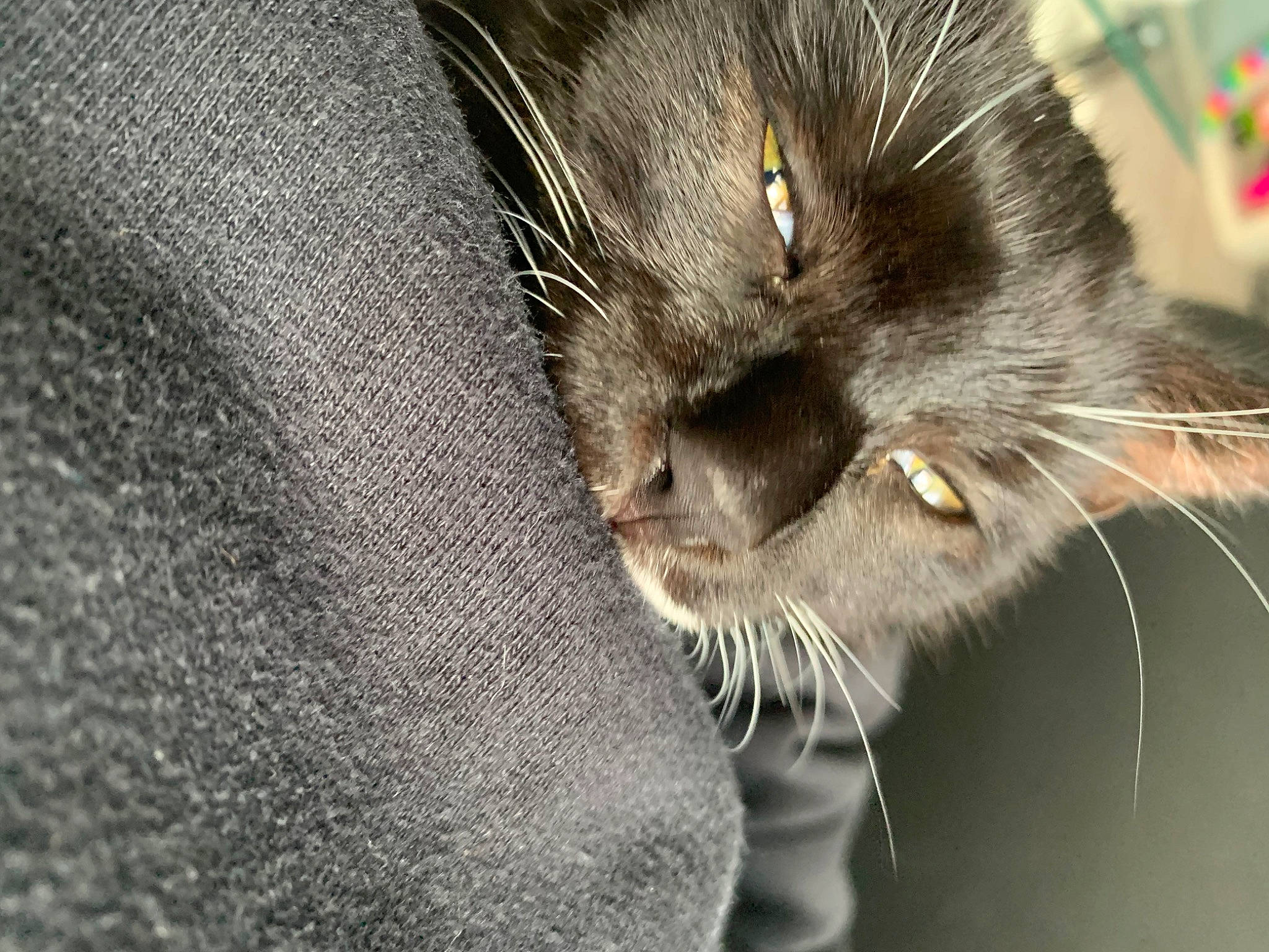 Muff is registered to the contest to win money with this photo: black_cat, bombay, carnivore, cat, claw, comfort, domestic_short_haired_cat, felidae, fur, grey, paw, small_to_medium_sized_cats, snout, tail, terrestrial_animal, whiskers