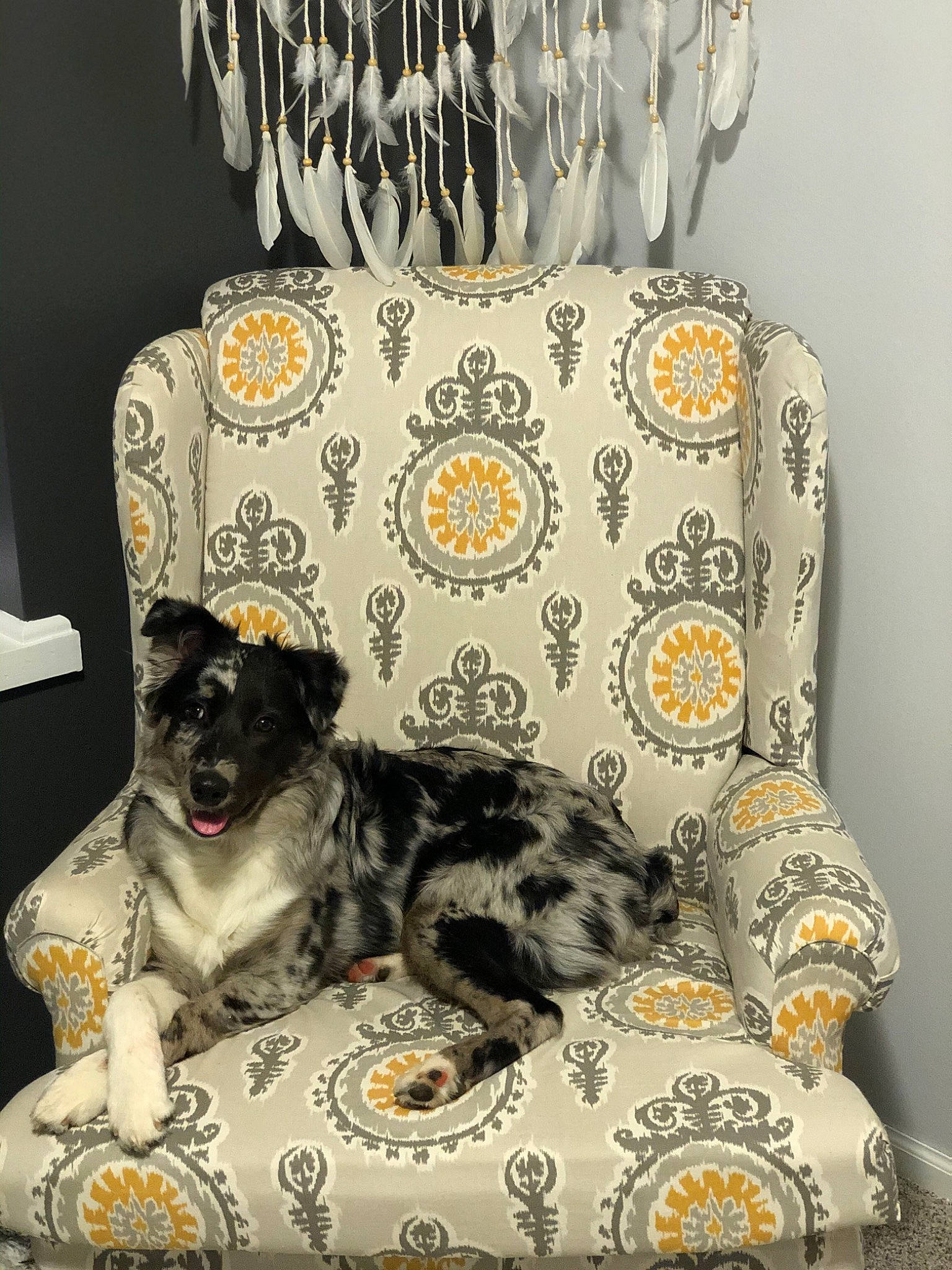 Lulu joined the competition — help win amazing prizes! black, canidae, carnivore, clothes_hanger, companion_dog, cushion, dog, dog_breed, dog_supply, grey, home_accessories, linens, living_room, pet_supply, shoulder_bag, snout, sporting_group, toy_dog, working_animal, working_dog